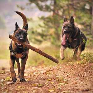 dog kennels, luxury dog kennels, dog kennels kent, kent based dog kennels, dog hotel kent, ashford dog kennel, dog kennel near bethersden,
